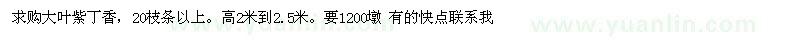 求購(gòu)大葉紫丁香，20枝條以上