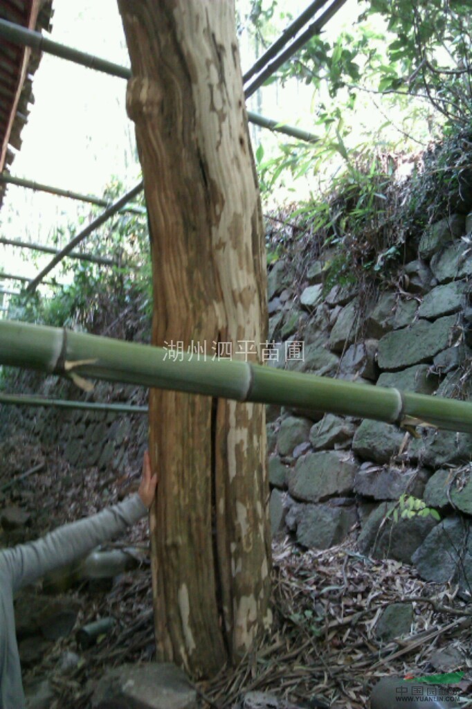 大紫薇