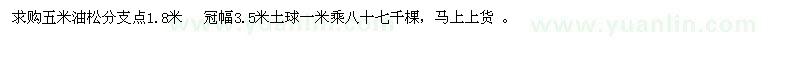 求購五米油松