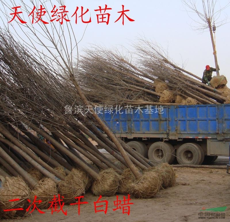 供應(yīng)白蠟樹，白蠟樹供應(yīng)商電話