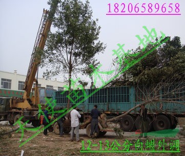 供應(yīng)白蠟樹，白蠟樹供應(yīng)商電話