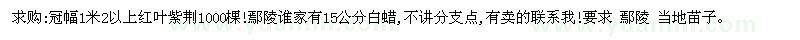 求購冠幅1米2以上紅葉紫荊