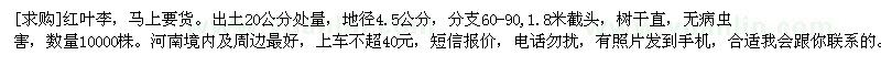 求購紅葉李，馬上要貨。出土20公分處量