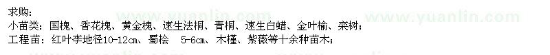 求購國槐、香花槐、黃金槐等