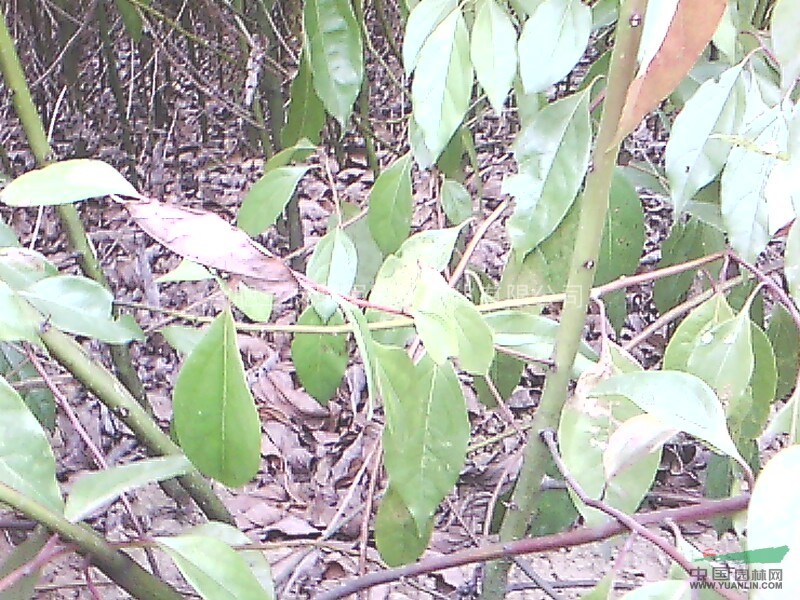 低價(jià)供應(yīng)烏桕，三角楓，紅櫸，紅葉李，桂花，廣玉蘭大葉女貞樸樹(shù)