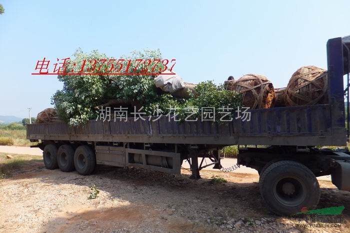 供應(yīng)45cm移栽香樟.冠幅大.樹型好.價格優(yōu)惠
