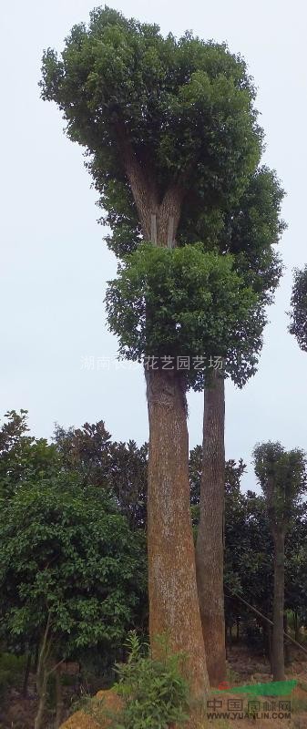 供應(yīng)45cm移栽香樟.冠幅大.樹型好.價格優(yōu)惠