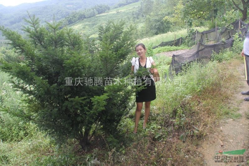 曼地亞紅豆杉功效曼地亞紅豆杉種植曼地亞紅豆杉盆栽曼地亞紅豆杉