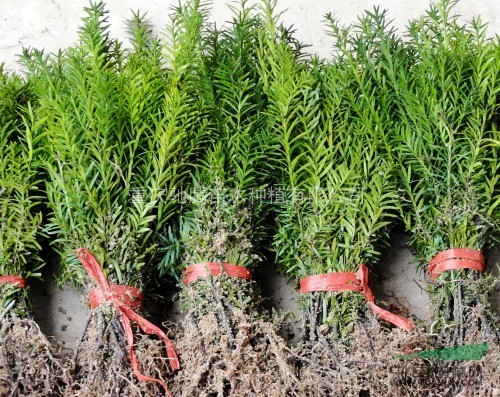 曼地亞紅豆杉功效曼地亞紅豆杉種植曼地亞紅豆杉盆栽曼地亞紅豆杉