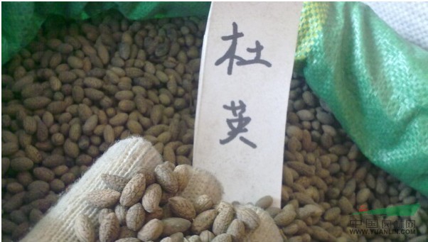 江西杜英種子最新報(bào)價(jià)/杜英種子圖片
