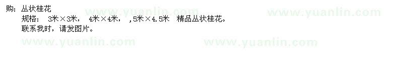 求購叢狀桂花