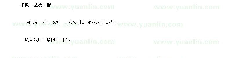 求購(gòu)叢狀石榴