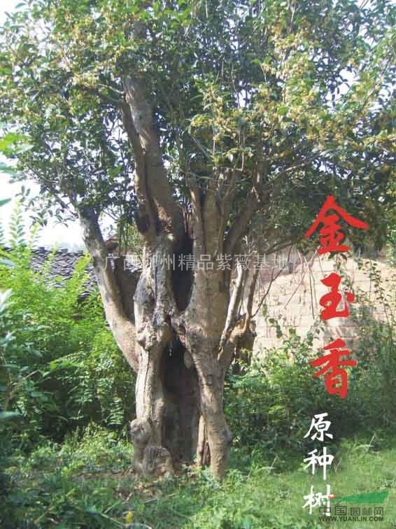 出售55公分大金桂--八月桂