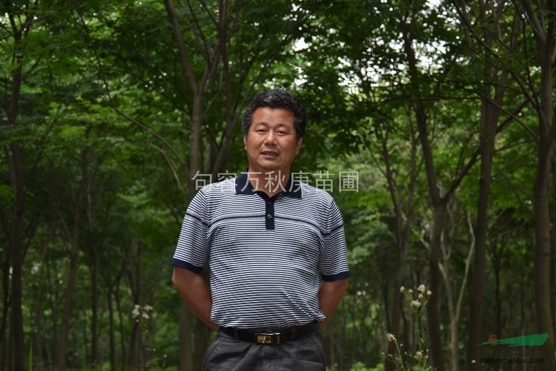 櫸樹最新報(bào)價(jià)
