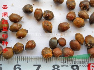 邯鄲優(yōu)質(zhì)紅豆杉小苗價格 紅豆杉種子