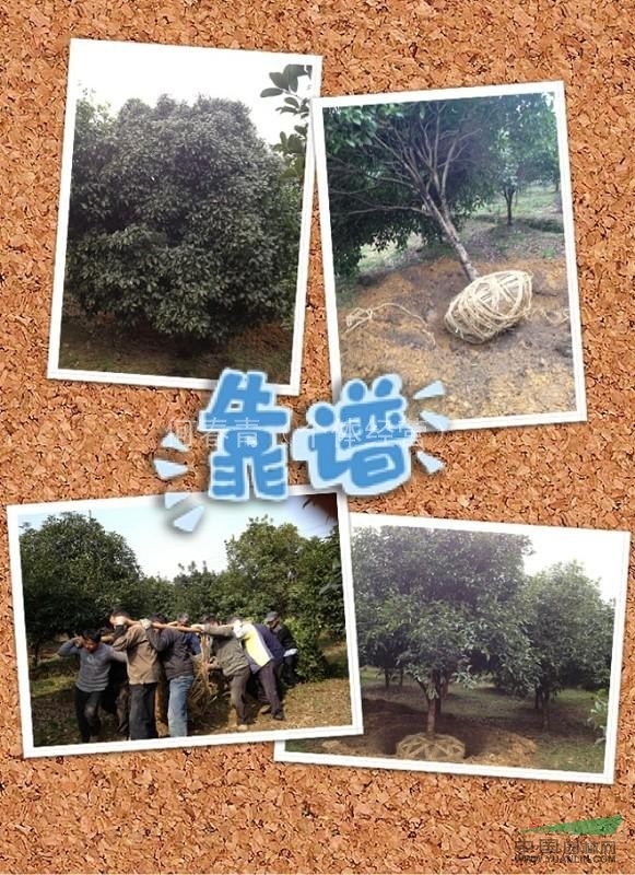 八月桂