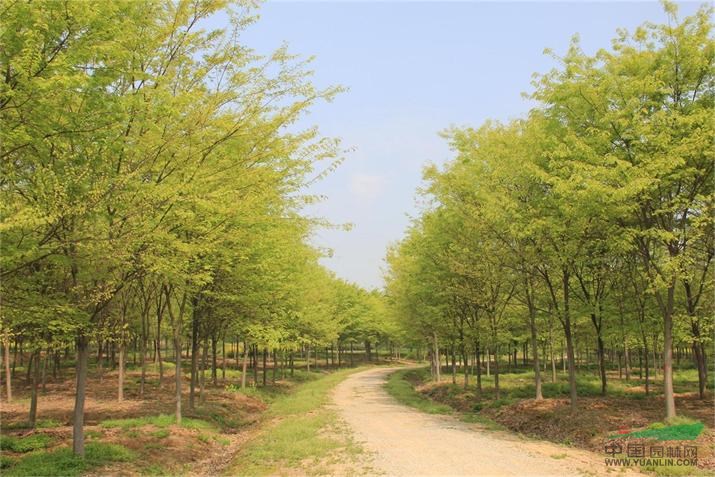 櫸樹，櫸樹基地，三葉園林