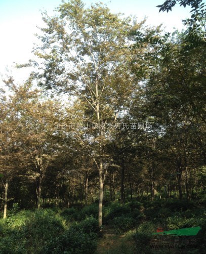 櫸樹最新報(bào)價(jià)