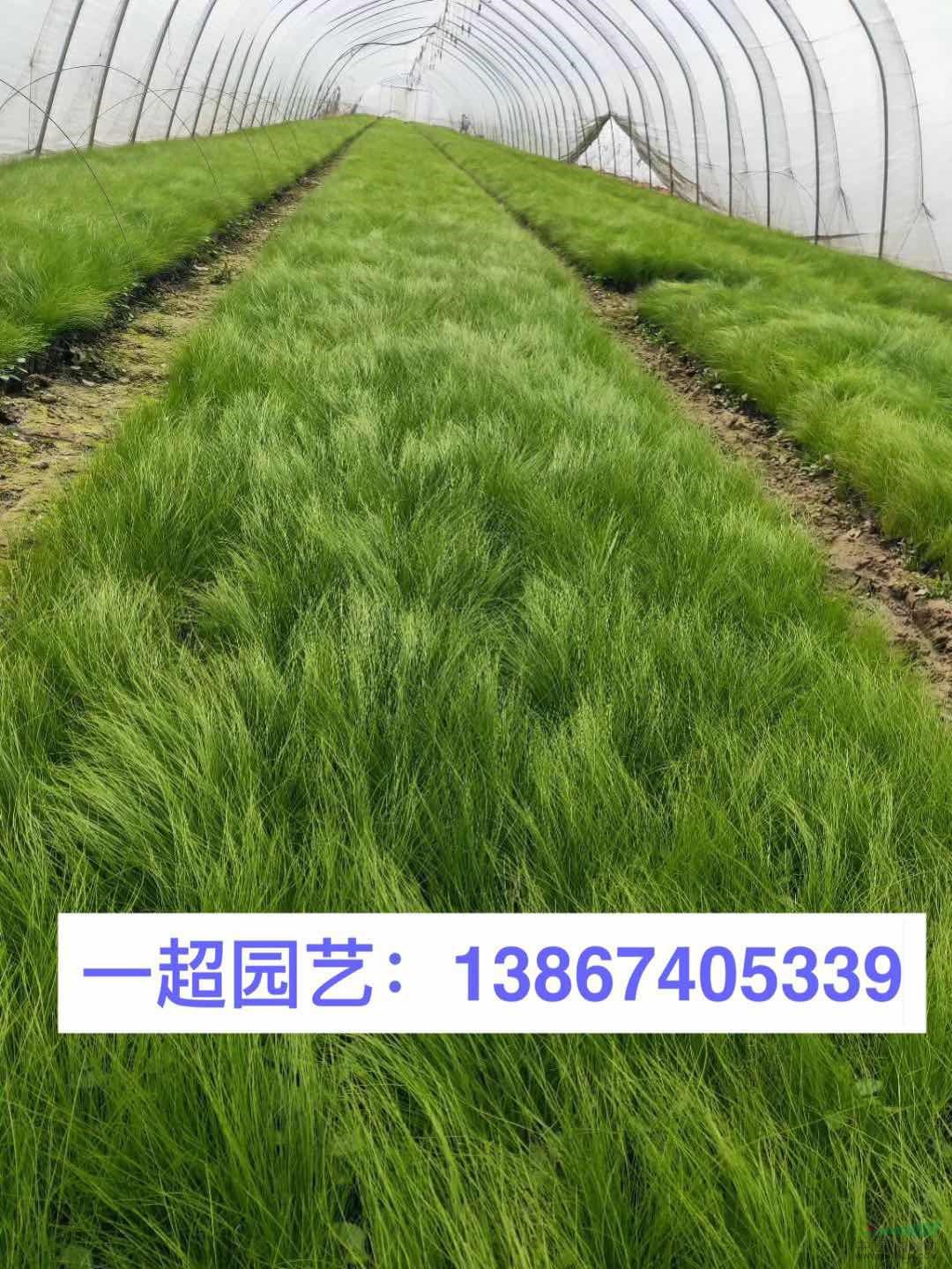 细茎针芒
