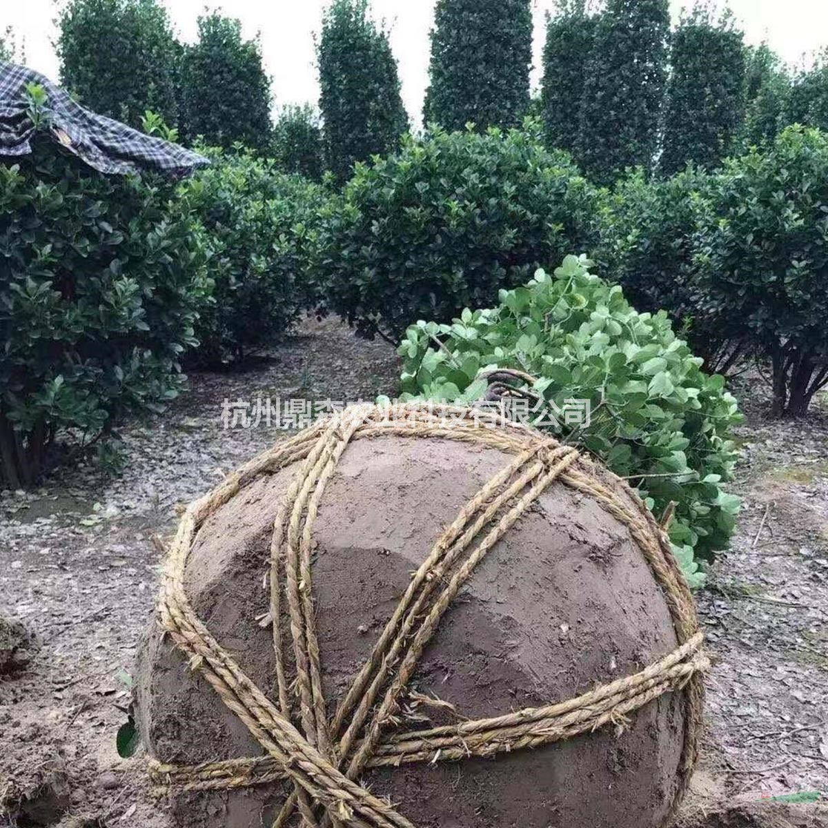 低價直銷//浙江蕭山大葉黃楊球/色塊，球形密實,土球好