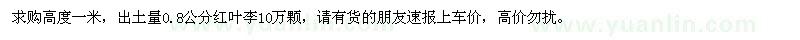 求購高1米紅葉李10萬棵