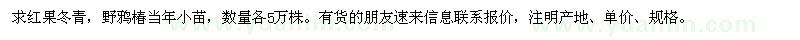 求購紅果冬青,野鴉椿當(dāng)年小苗