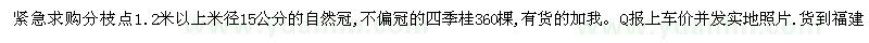 求購分枝點(diǎn)1.2米以上米徑15公分的自然冠,不偏冠的四季桂360棵,有貨的加我