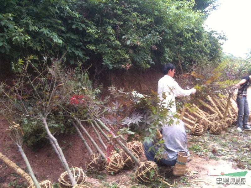 经营樱花、红枫等各种花卉，承接各种园林工程