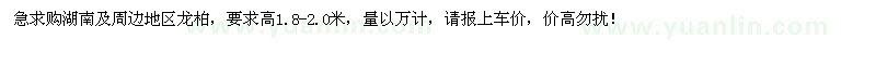 求購龍柏