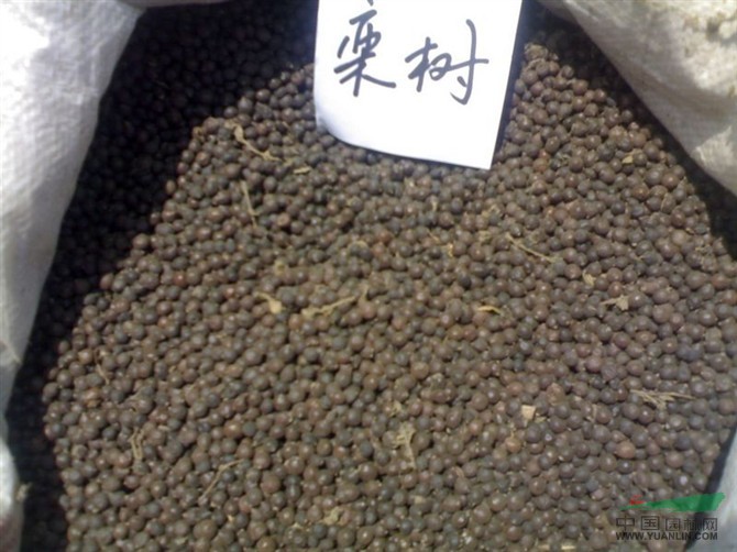 江西欒樹種子供應/江西欒樹種子價格