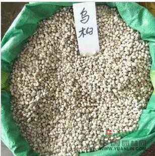 烏桕種子最新價(jià)格/烏桕種子報(bào)價(jià)