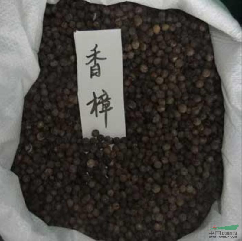 供应香樟种子/江西香樟种子低价格批发