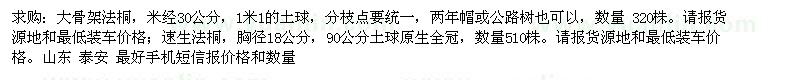 求購大骨架法桐 速生法桐