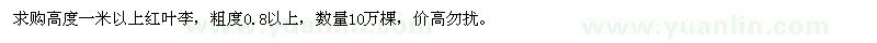 求購高度一米以上紅葉李