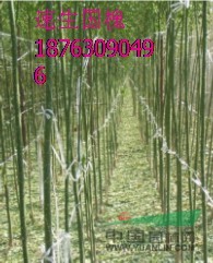 速生國槐