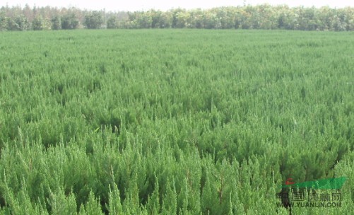 蕭山苗木種植配送基地（紅花繼木，龍柏，檜柏，紫薇）