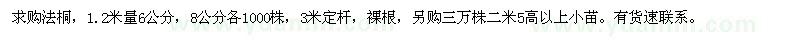 求購法桐