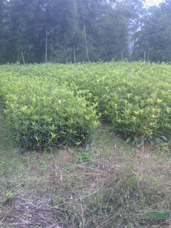 湖北咸寧紅梅桂花園大量出售桂花.桂花小苗