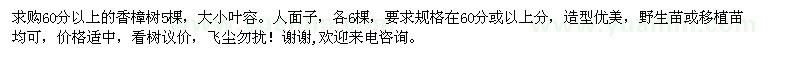 求購60分以上香樟樹，大（?。┤~容，人面子