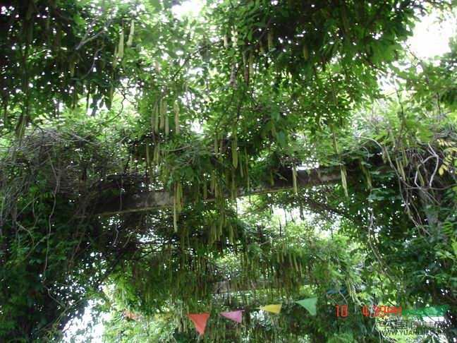 皂角行情報價\皂角圖片展示