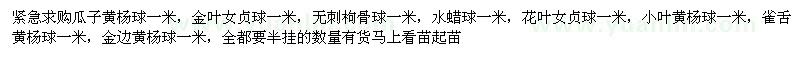 求購(gòu)瓜子黃楊，金葉女貞，無(wú)刺枸骨，水蠟，花葉女貞等