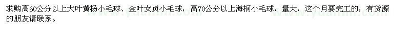 求購大葉黃楊小毛球、金葉女貞小毛球、海桐小毛球