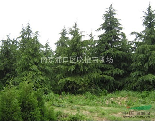 江蘇南京雪松，南京雪松價格，供應(yīng)江蘇雪松小苗價格