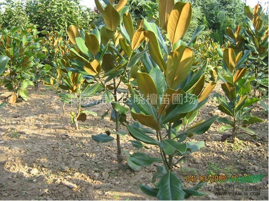 江蘇廣玉蘭的價格 江蘇廣玉蘭的行情 供應(yīng)江蘇廣玉蘭