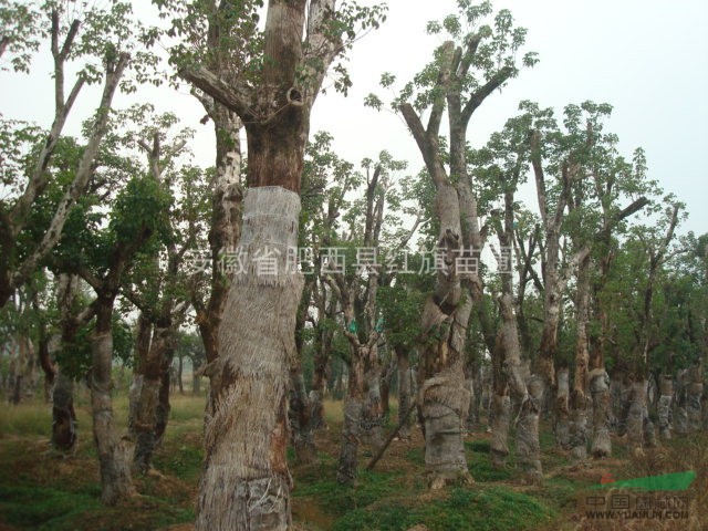重陽(yáng)木基地