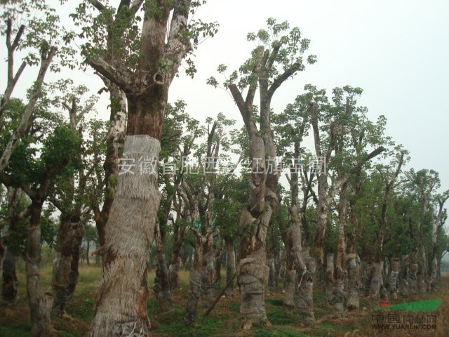 重陽(yáng)木基地