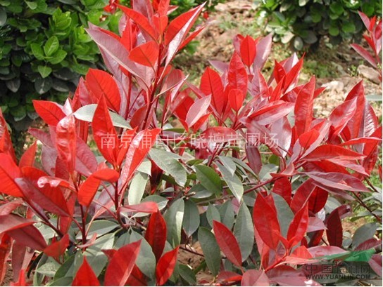 江蘇紅葉石楠的價(jià)格 江蘇紅葉石楠的行情 供應(yīng)江蘇紅葉石楠球
