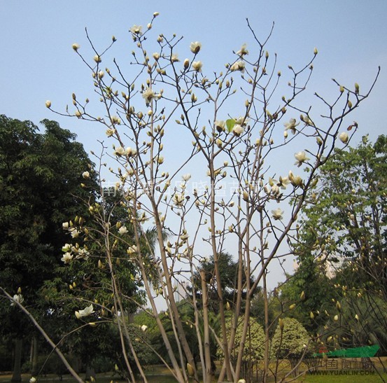 江蘇白玉蘭行情 江蘇白玉蘭價(jià)格 供應(yīng)江蘇白玉蘭出售