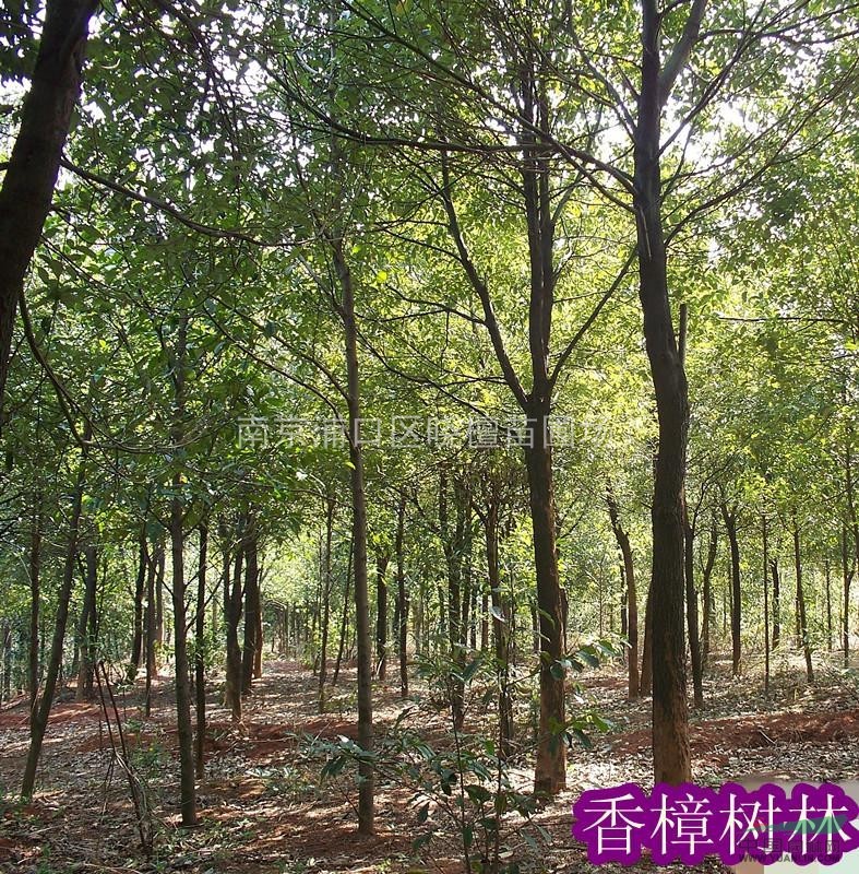 江蘇香樟的行情 江蘇香樟的價格 供應(yīng)江蘇香樟樹出售 香樟圖片