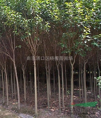 江蘇高桿女貞雪松，南京高桿女貞價(jià)格，供應(yīng)江蘇高桿女貞價(jià)格